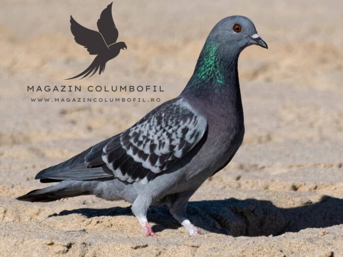 Magazin Columbofi