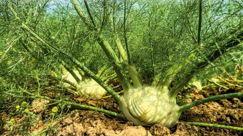 Fenicul: „rudă” cu anasonul