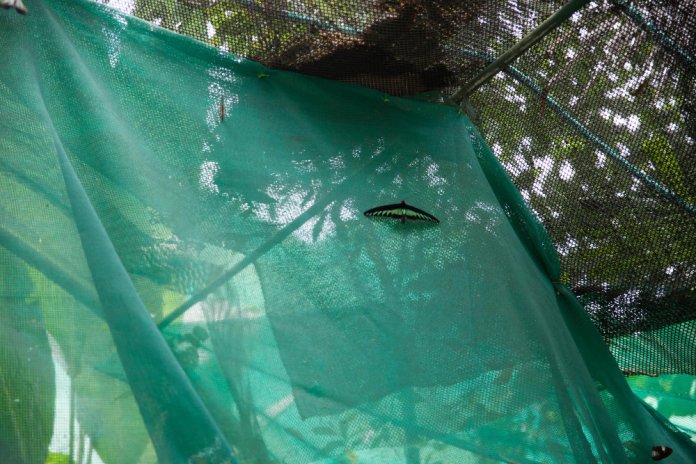 Plasa de umbrire poate preveni acumularea de zăpadă?